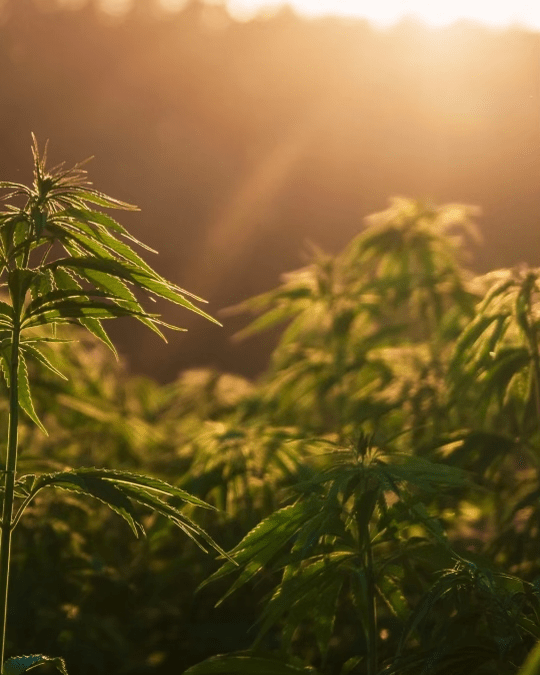 CBD-olie: Hvad siger videnskaben om dens fordele og anvendelse? - aedel