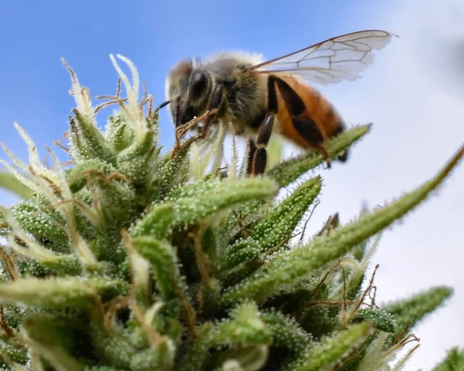 Nærbillede af bi på hampblomst dækket af trichomer – symbol på Aedel CBD Olie, naturens balance og økologisk biodiversitet.