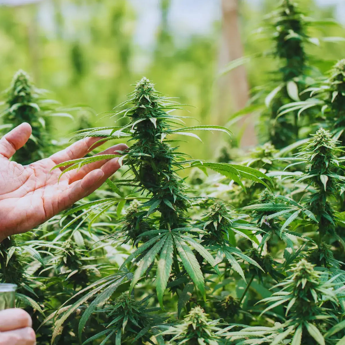 Hånd inspicerer hampplante i sollys – bæredygtig dyrkning og kvalitetskontrol bag Aedel CBD Olie.