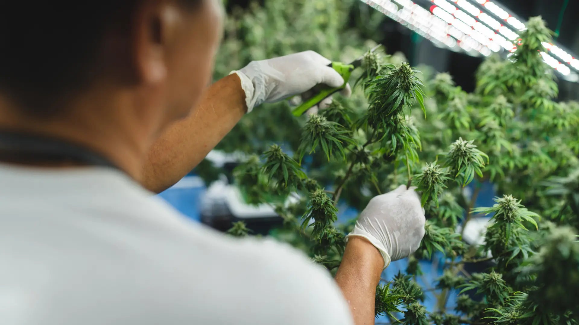 En medarbejder håndtrimmer hampplanter under kontrollerede forhold – viser Aedels præcise og håndværksmæssige proces bag premium CBD Olie.