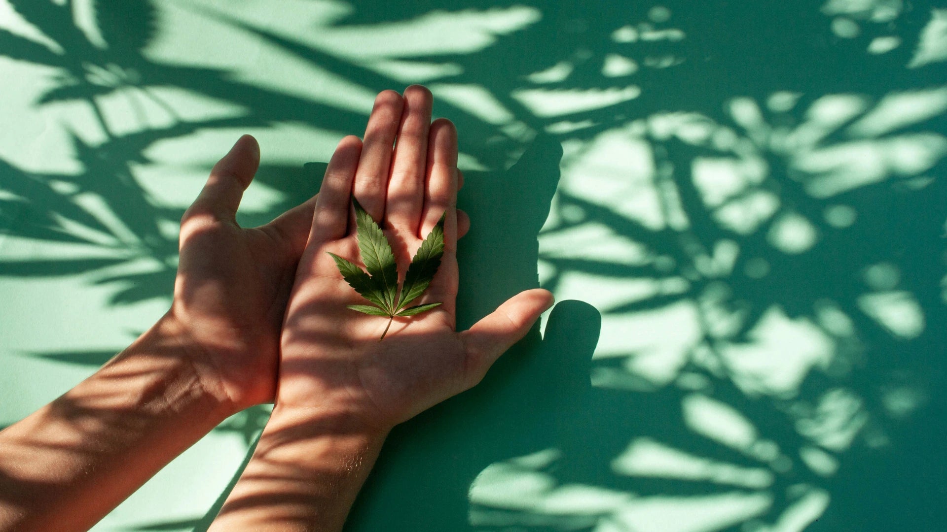 En hånd holder et lille hampblad med plantens skygger i baggrunden – symbol på Aedel CBD Olie, naturlig balance og ren dansk produktion.