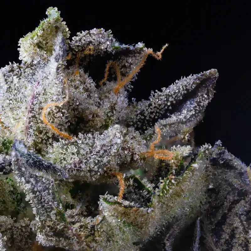 Makrofoto af tæt hampetop med harpiks – illustrerer Aedels høje kvalitet og solventfri ekstraktionsmetode.