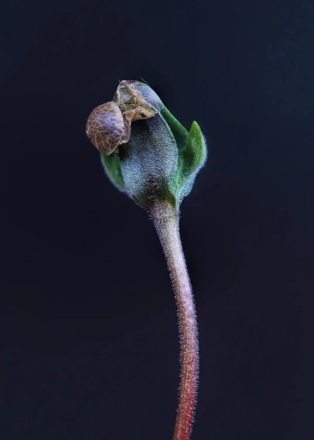 Nærbillede af ung hampespire med frøkapsel – repræsenterer Aedels løfte om dokumenteret oprindelse og gennemsigtighed.