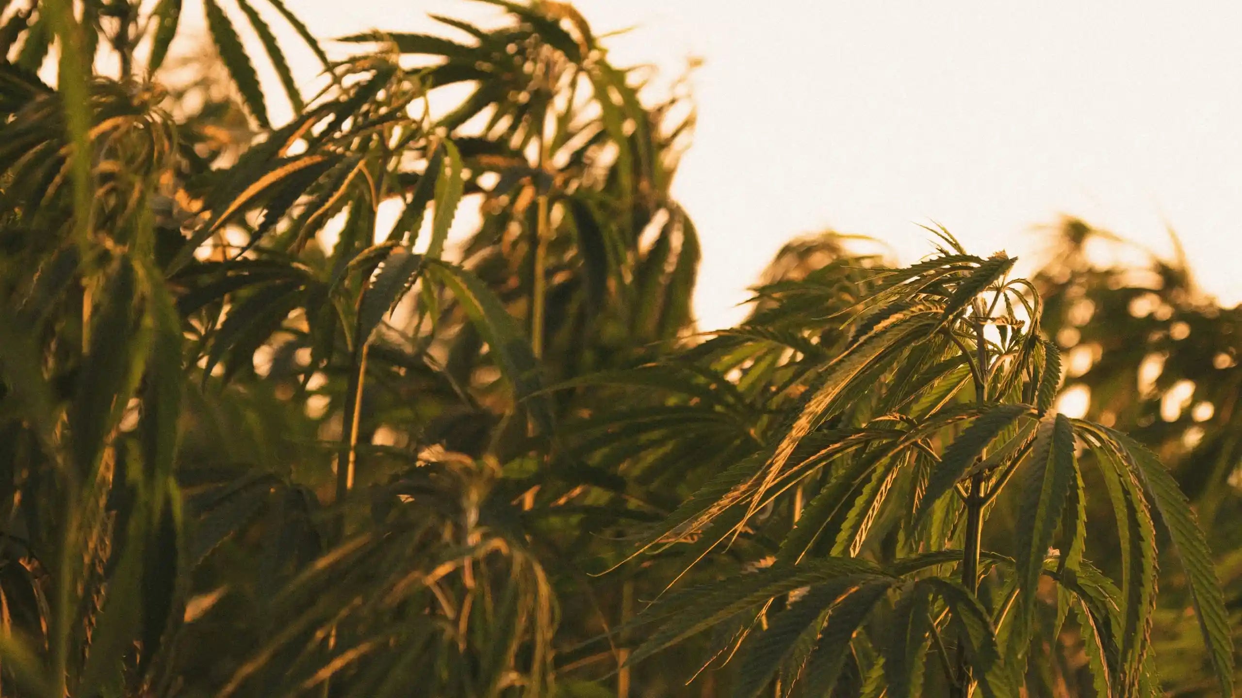 Hampplanter badet i gyldent aftenlys – viser Aedels bæredygtige dyrkning og naturlige høstmetoder.