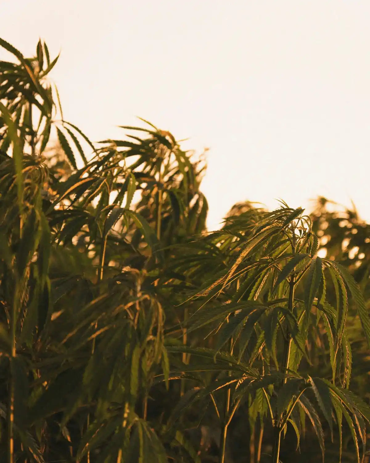 Hampplanter badet i gyldent aftenlys – viser Aedels bæredygtige dyrkning og naturlige høstmetoder.