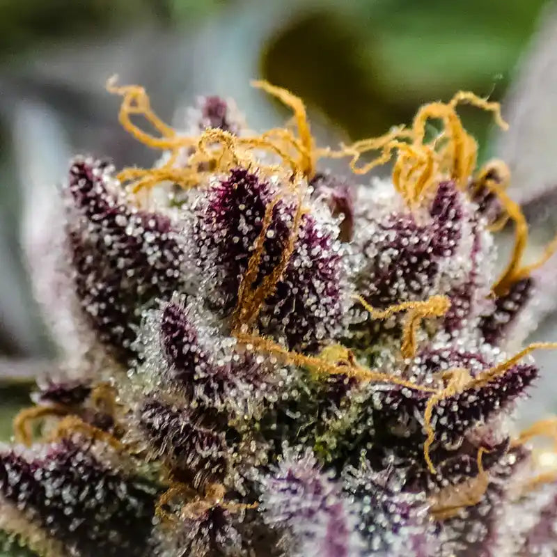 Nærbillede af lilla hampblomst dækket af trichomer – symbol på fuldspektret renhed og naturligt cannabinoidindhold.