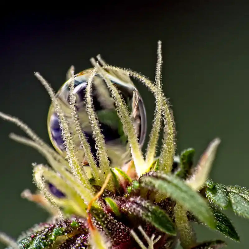 Makrofoto af trichomer med klar harpiksdråbe – fremhæver Aedels solventfri ekstraktion og bevaring af terpener.