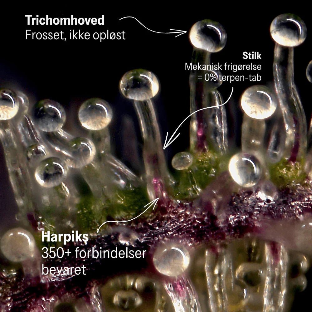 aedel 500mg Original - aedel