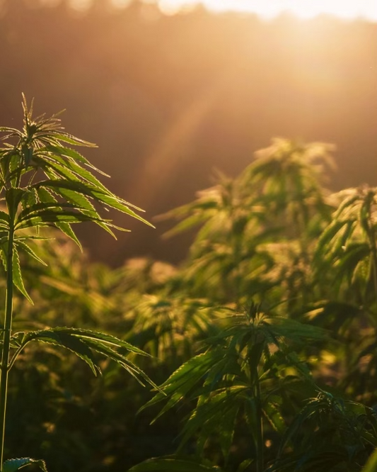 CBD-olie: Hvad siger videnskaben om dens fordele og anvendelse?