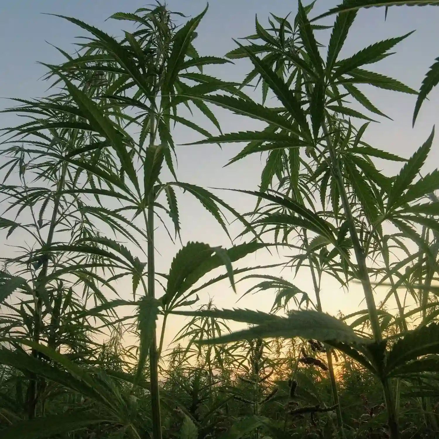 Hampplanter dyrket udendørs i mark ved solnedgang, med fokus på naturlig vækst, bæredygtighed og rå plantekvalitet.