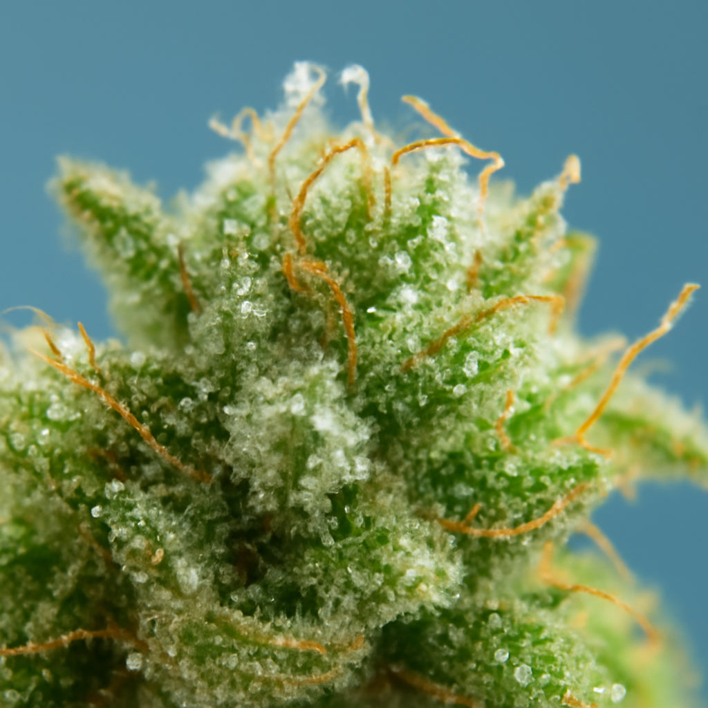 A close‑up of a cannabis flower bud with visible trichomes, showing the tiny resin glands that produce THC, set against a soft blue background. Alt: THC trichome structure