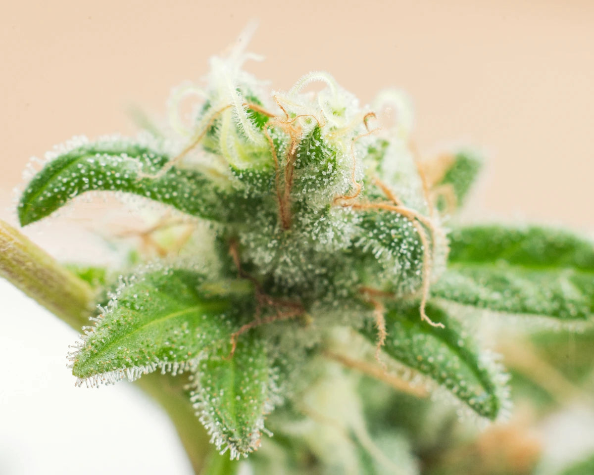 Makrofoto af hampblomst dækket af trichomer – illustrerer den naturlige struktur og høje kvalitet i Aedel CBD Olie.