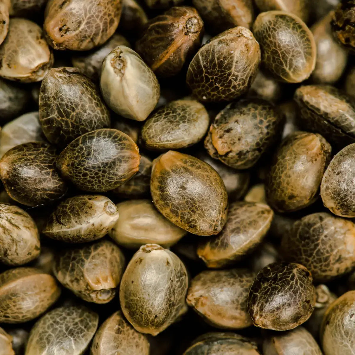 Makrofoto af økologiske hampfrø – kernen i Aedel CBD Olie’s naturlige og rene oprindelse.