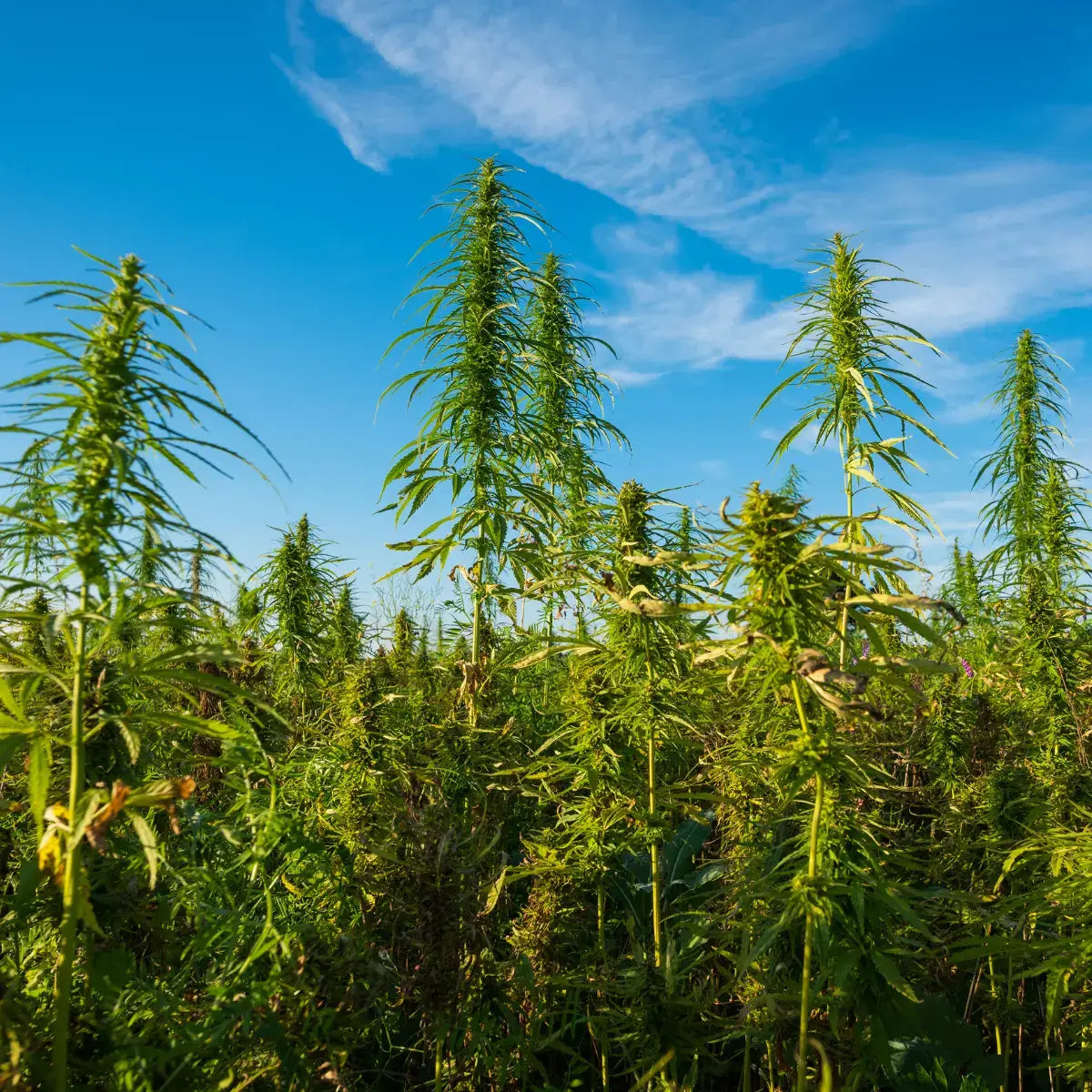 Høje grønne hampplanter under blå himmel – symbol på naturens kraft i Aedel CBD Olie produktion.