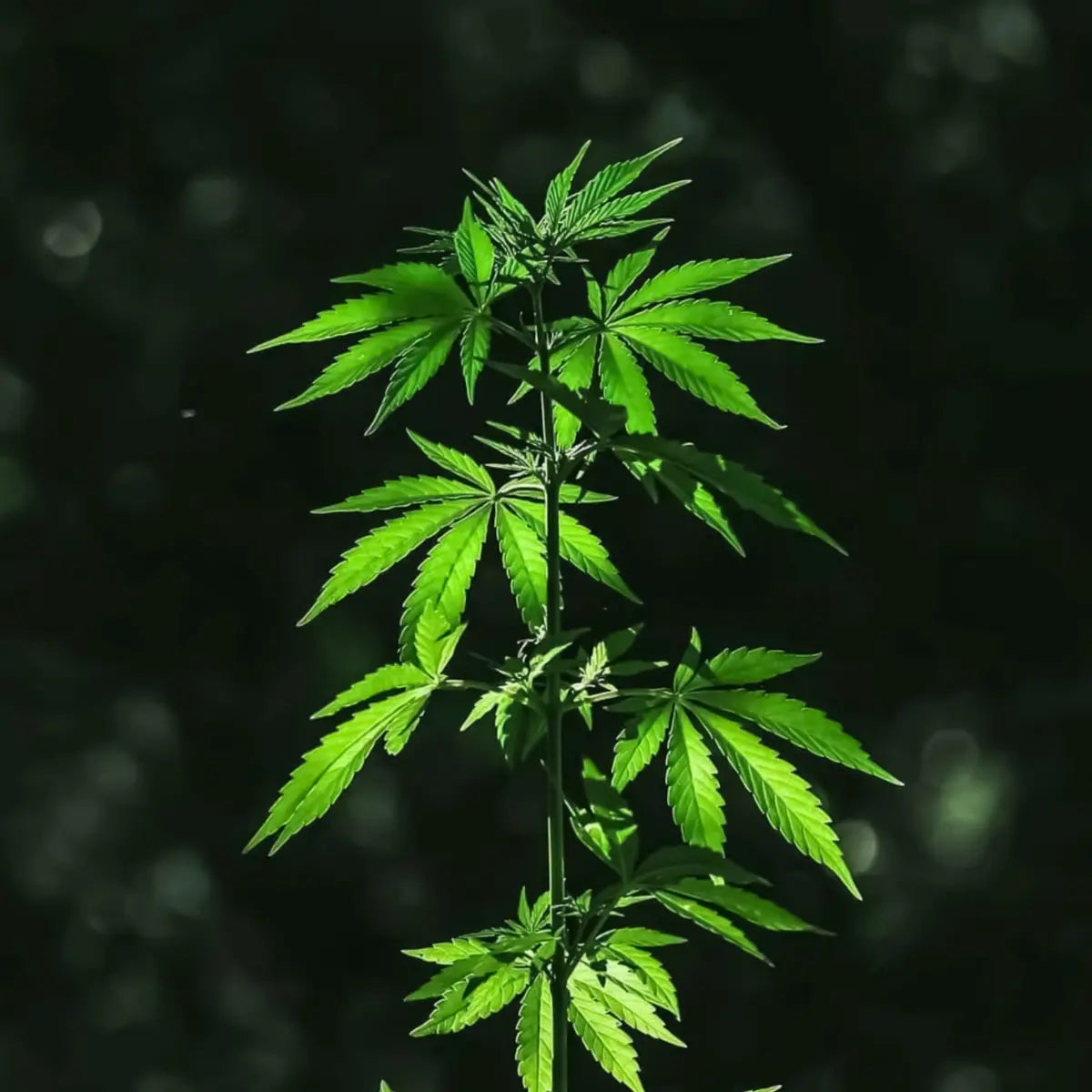 Grøn hampplante i sollys – repræsenterer økologisk dyrkning og naturens balance i Aedel CBD Olie.