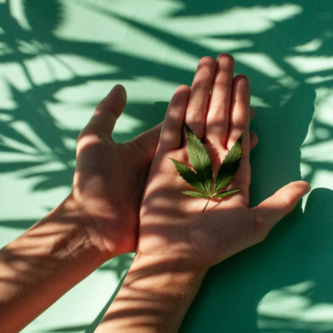 En hånd holder et lille hampblad med plantens skygger i baggrunden – symbol på Aedel CBD Olie, naturlig balance og ren dansk produktion.