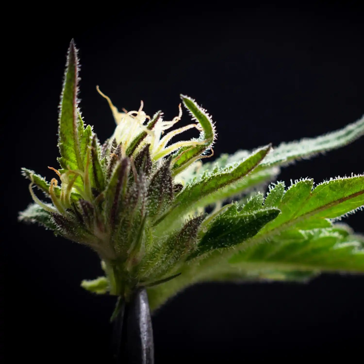 Makrofoto af frisk hampblomst med synlige trichomer – viser Aedels CBD Olie og håndhøstede kvalitet og naturlige kompleksitet.