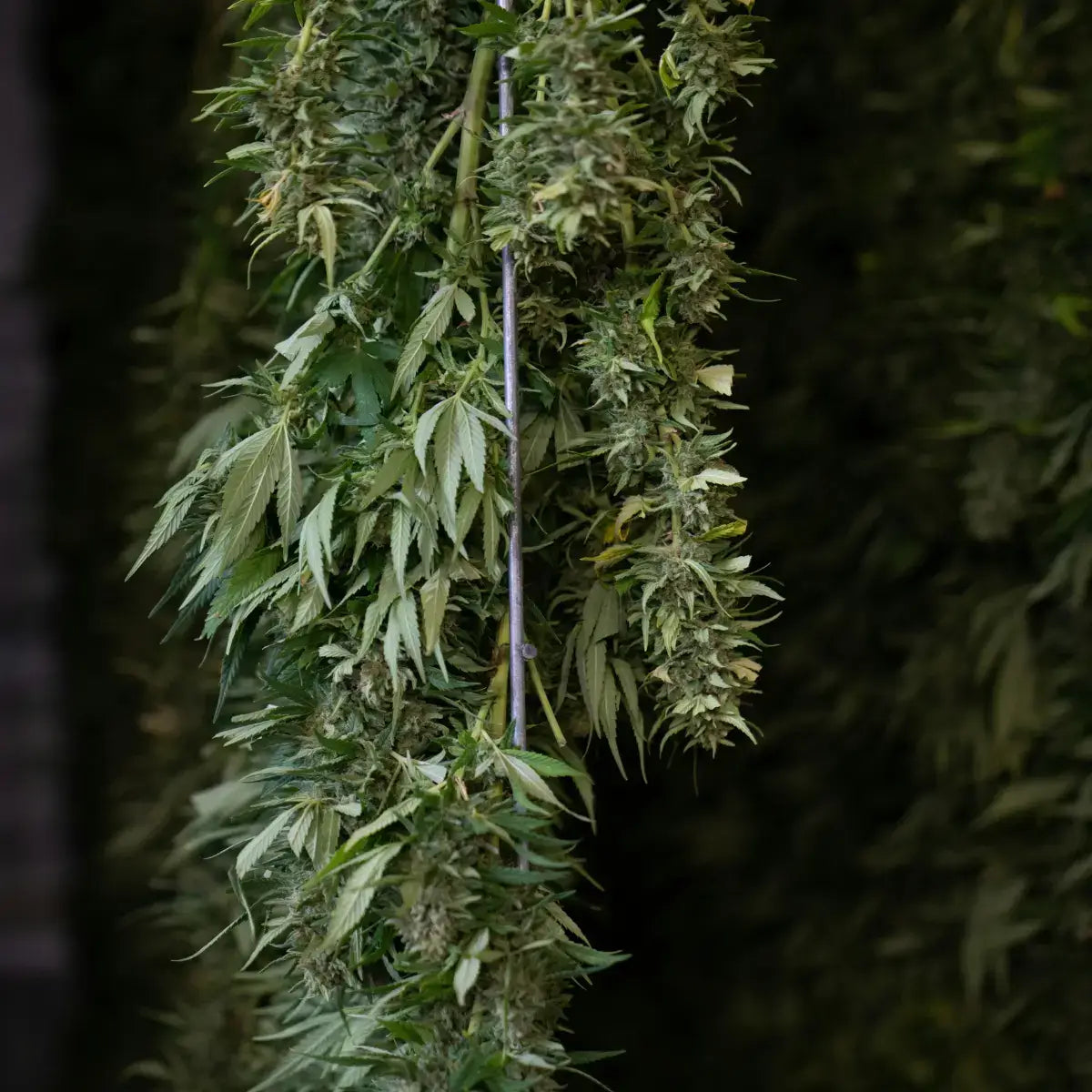 Tørret hamp hængende til forarbejdning – naturlig proces for optimal kvalitet i Aedel CBD Olie.