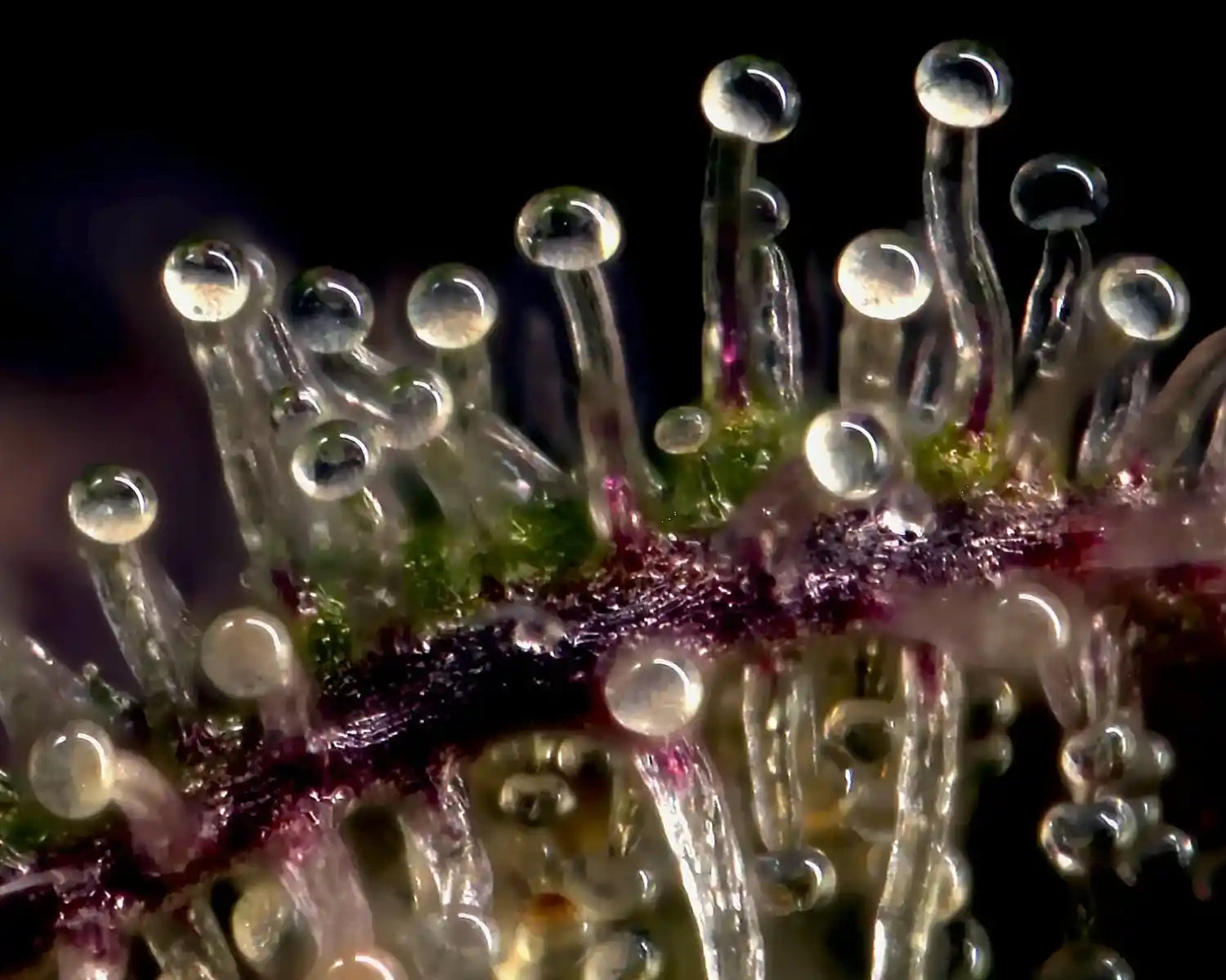 Makrofoto af hampens trichomer med klare harpiksdråber – viser den naturlige kilde til Aedel CBD Olie og bevaring af terpener og cannabinoider.