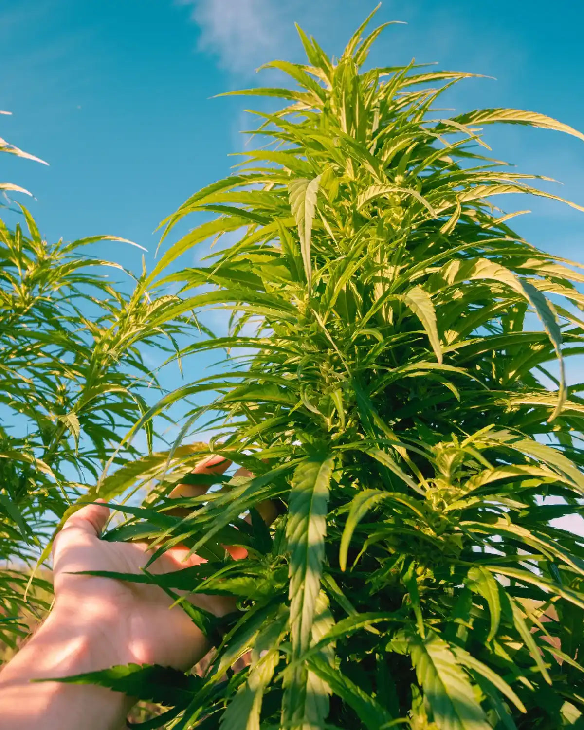 En hånd rører ved hampplante på mark under blå himmel – symbol på Aedels håndhøstede, økologiske produktion.