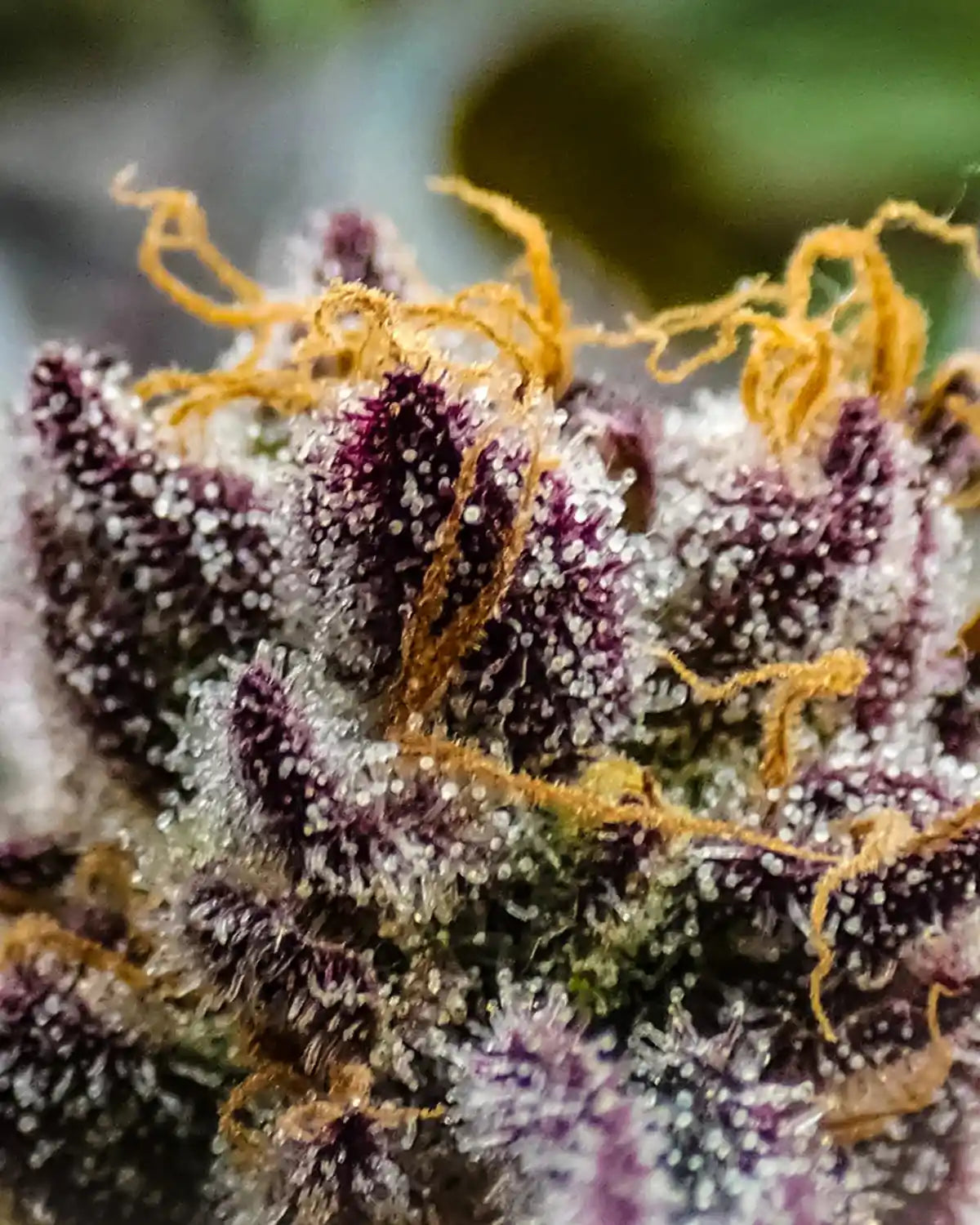 Makrofoto af lilla hampblomst med harpiks og trichomer – illustrerer Aedels fokus på fuldspektret kvalitet og håndhøstet renhed.