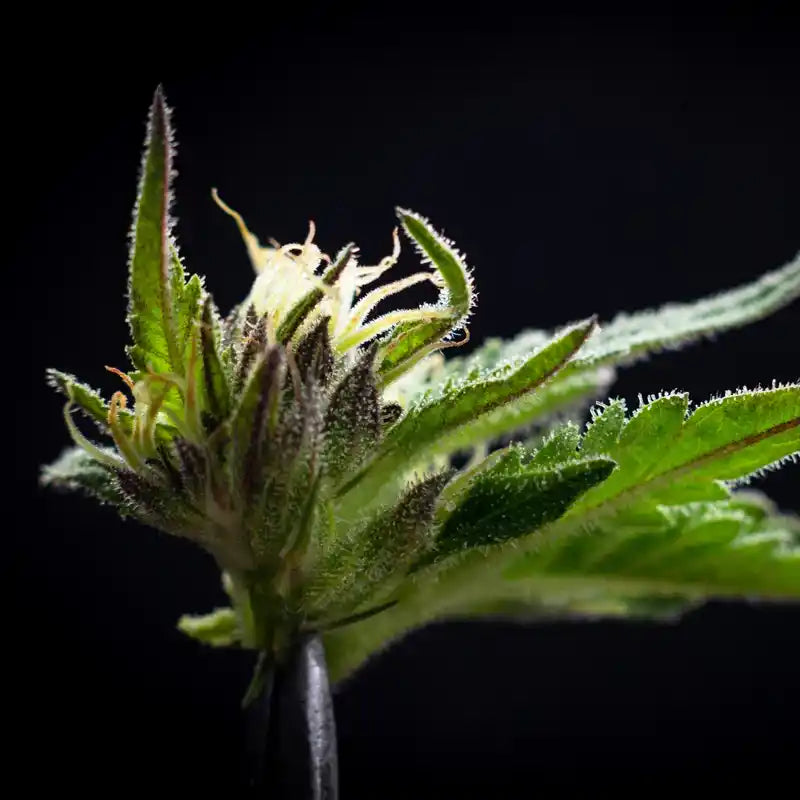 Makrofoto af frisk hampblomst med synlige trichomer – viser Aedels håndhøstede kvalitet og naturlige kompleksitet.