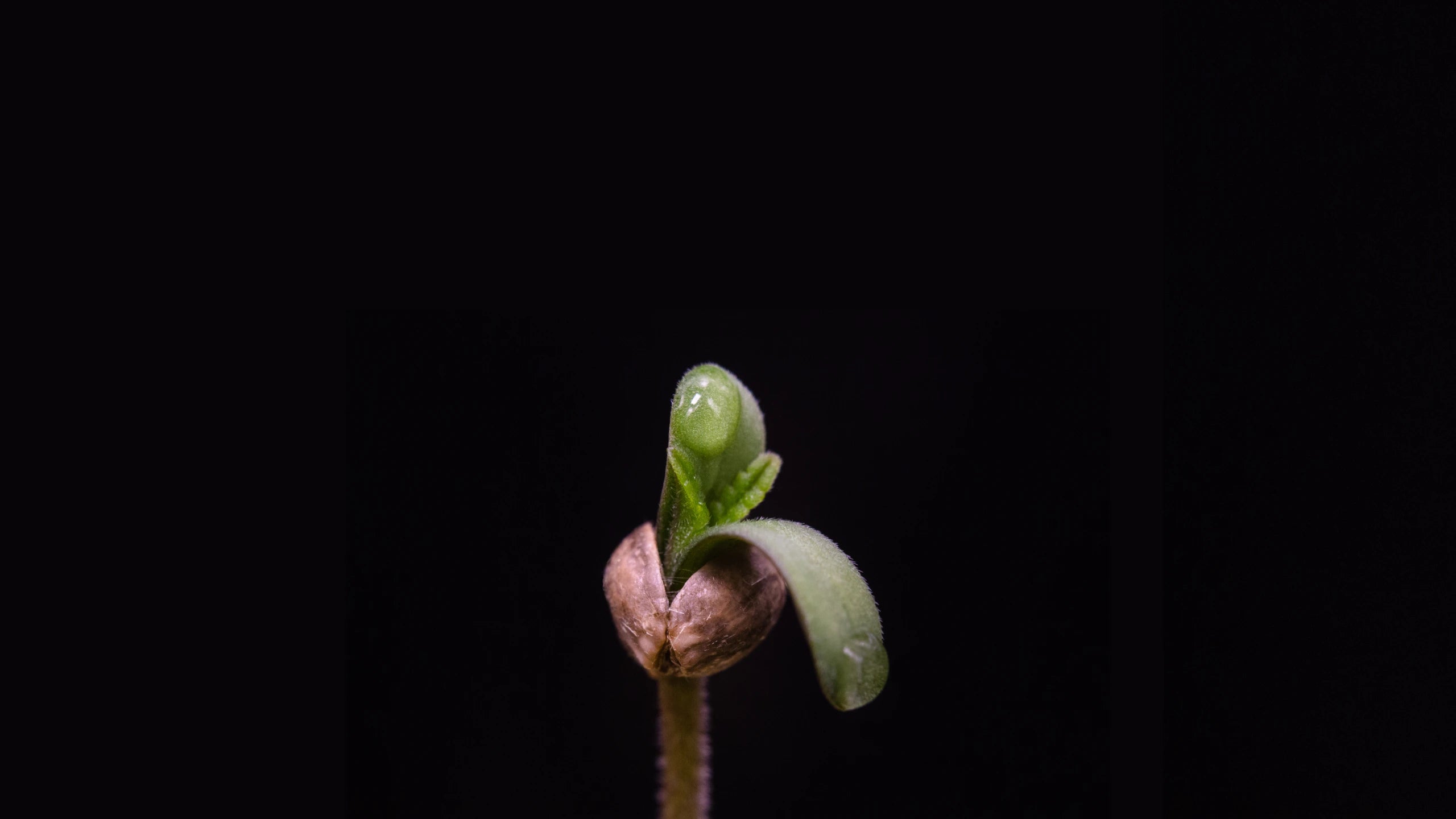 Nærbillede af frisk hampespire med dugdråber – symbol på Aedels naturlige og bæredygtige begyndelse.