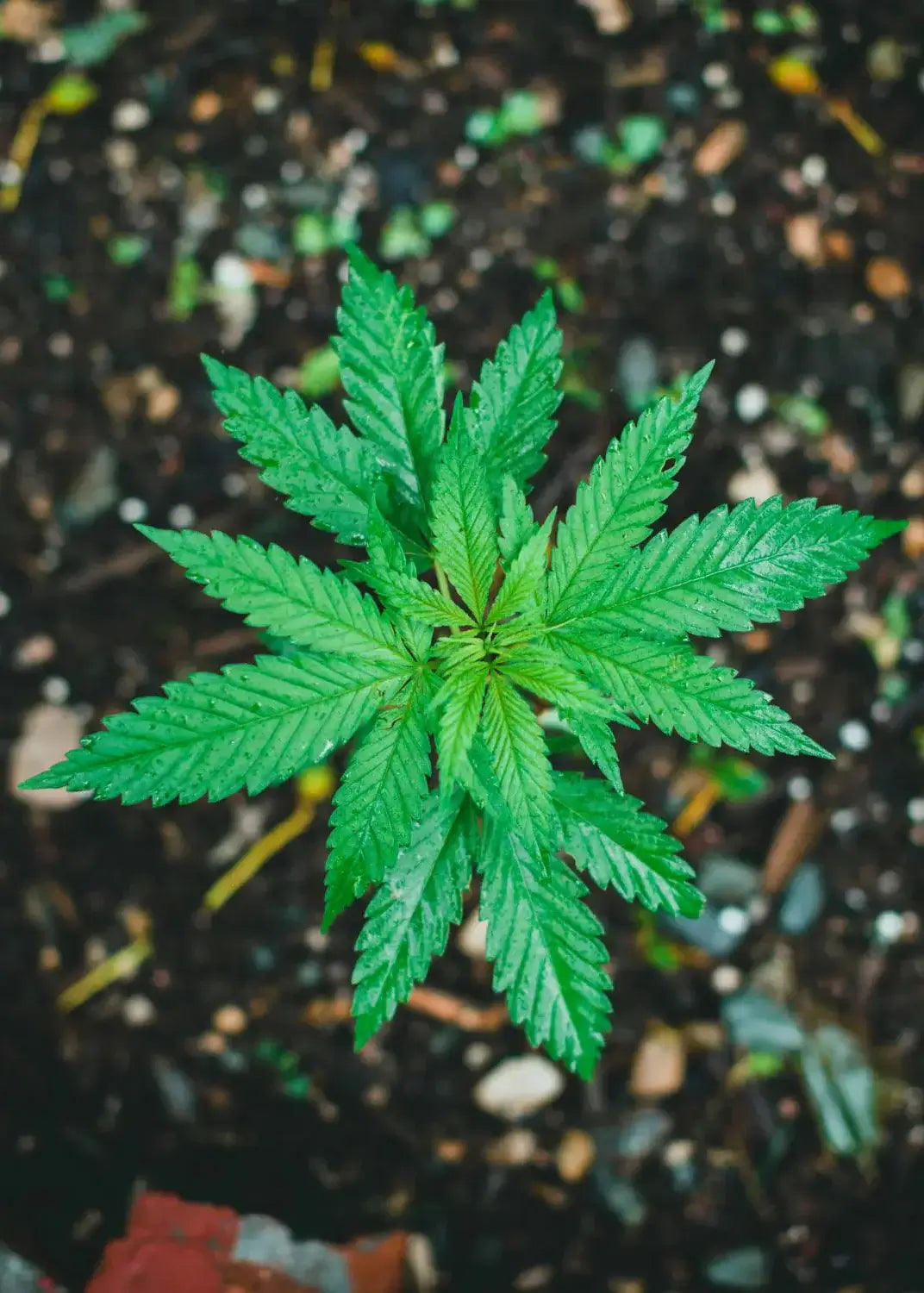 Hampplante fotograferet ovenfra i jord – symbol på Aedels økologiske dyrkning og ansvarlige landbrugsmetoder.