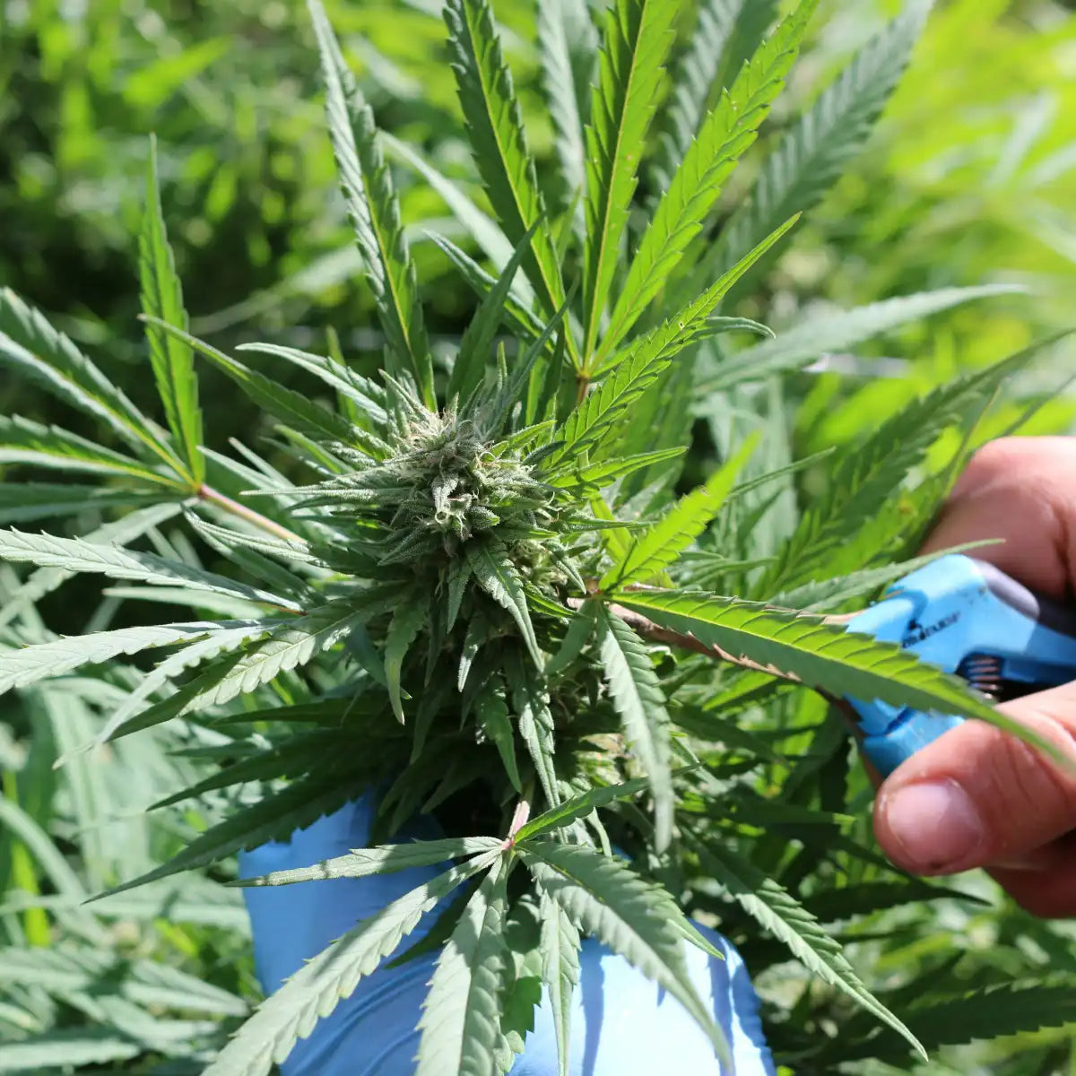 En aedel medarbejder vurderer hampens modenhed med øjet og håndplukker kun topskud med mælkegulde trichomer for at sikre højeste kvalitet og renhed i solventfri CBD-produktion.