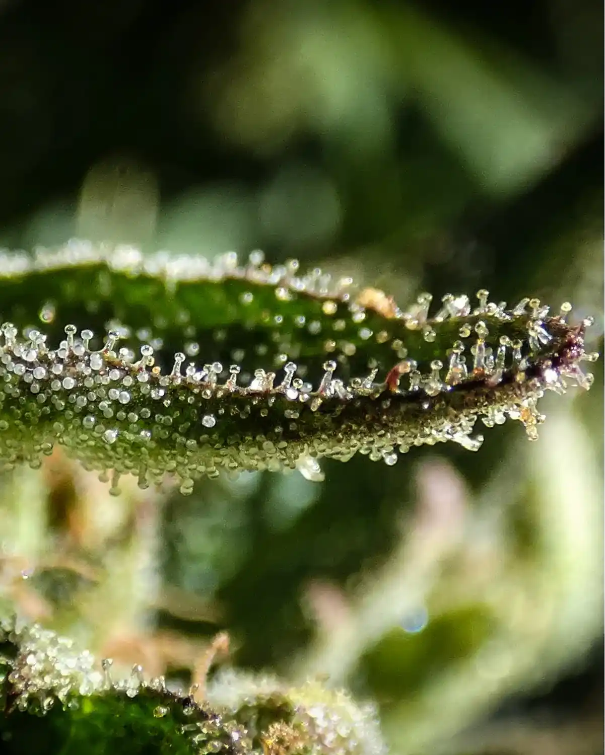 Makrofoto af hampblad dækket af trichomer – viser Aedels solventfri proces, hvor naturlige terpener og cannabinoider bevares.