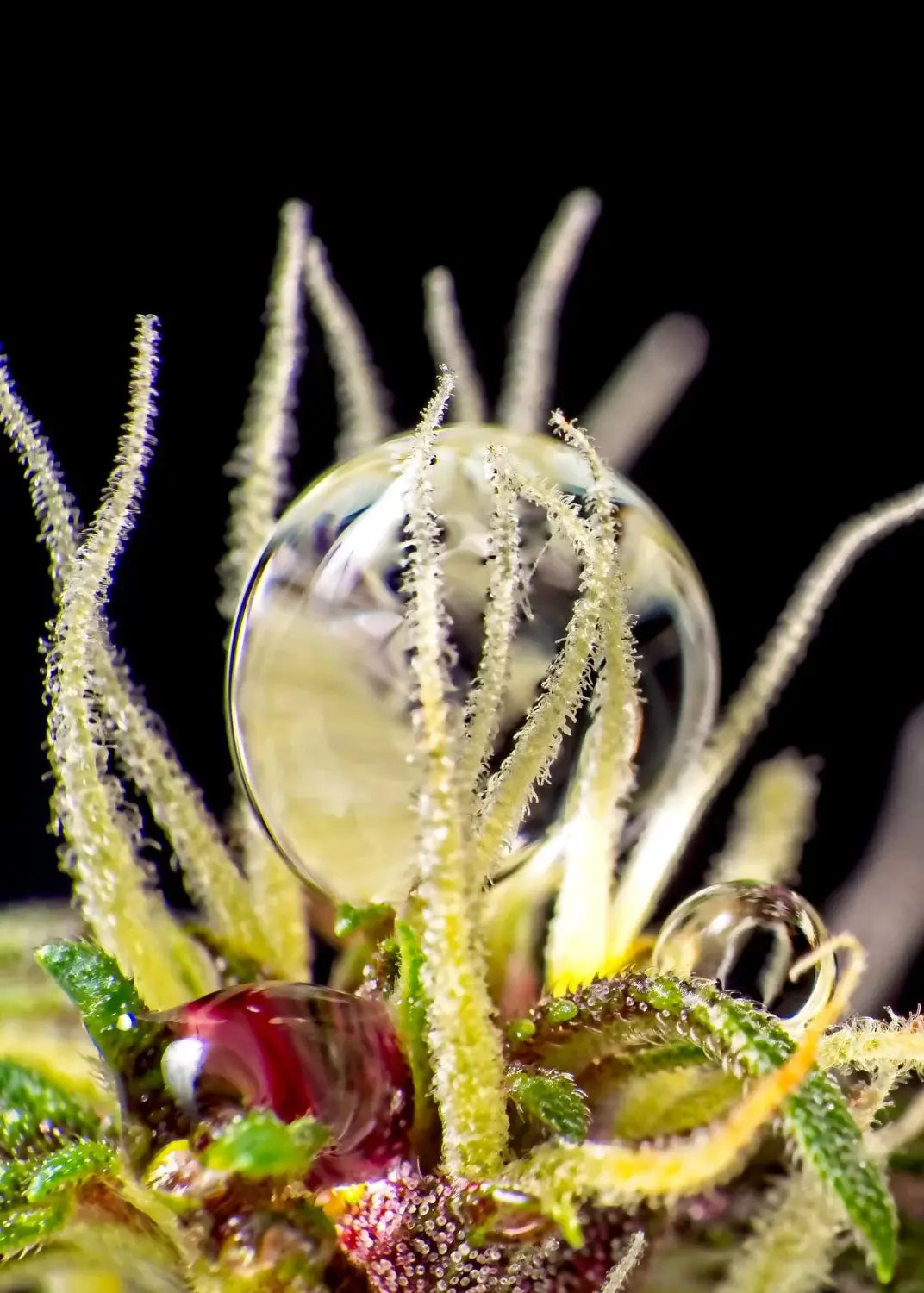 Makrofoto af hampens trichomer med tydelige harpiksdråber – viser solventfri ekstraktion og bevaring af naturlige terpener.