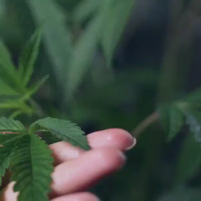 Nærbillede af hampblad som baggrund for Aedel CBD Olie’s kvalitetsløfte – hver batch testet, dokumenteret og fuldt transparent.